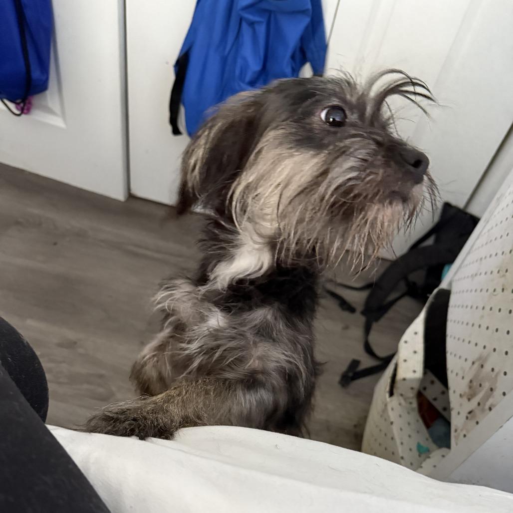 Enlarge Nori (Benefactor Dog), a Adoptable mixed breed in New Orleans, LA image 4/5