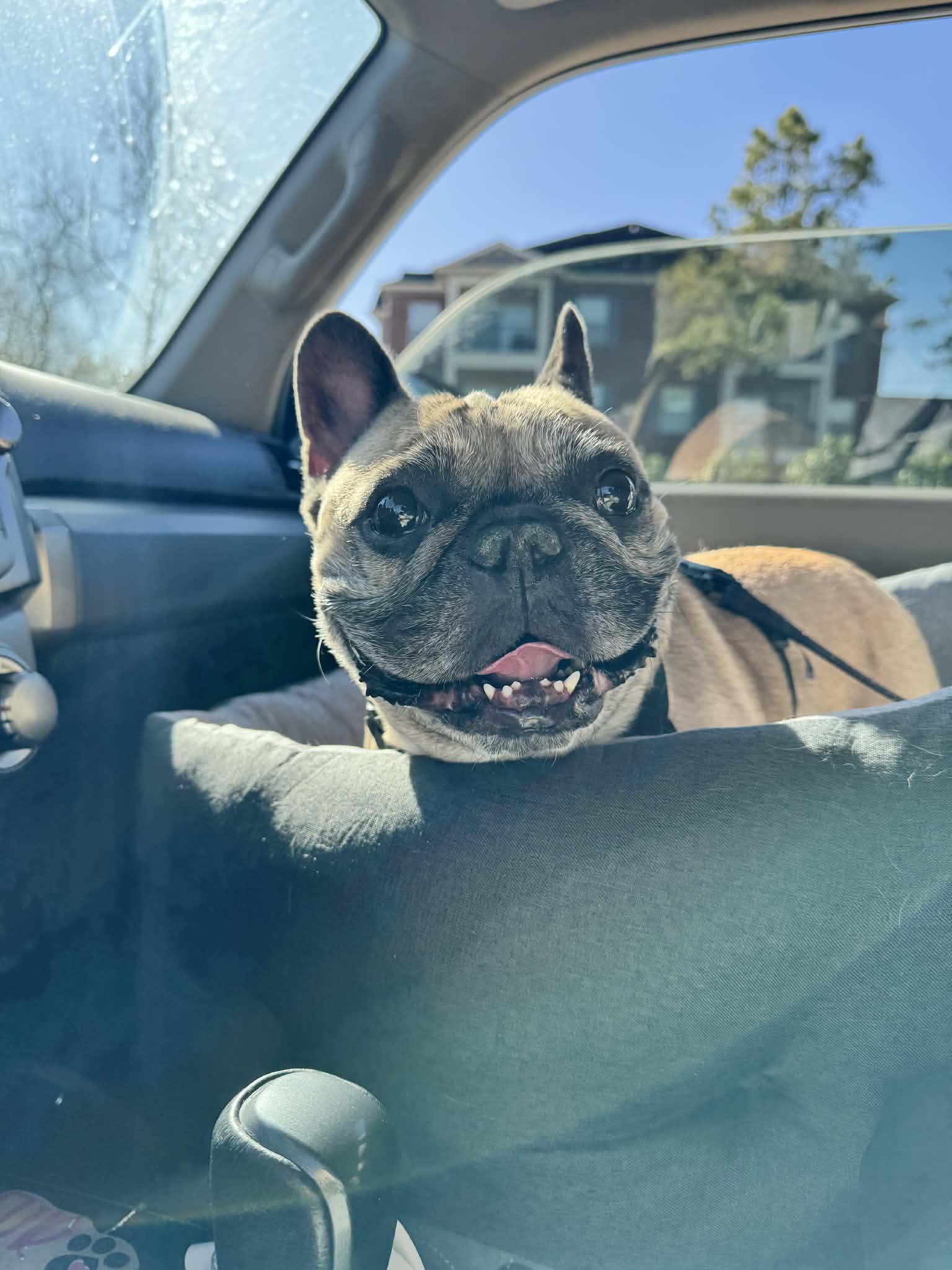 Enlarge Biscuit, a ADOPTABLE French Bulldog in Heiskell, TN image 4/4