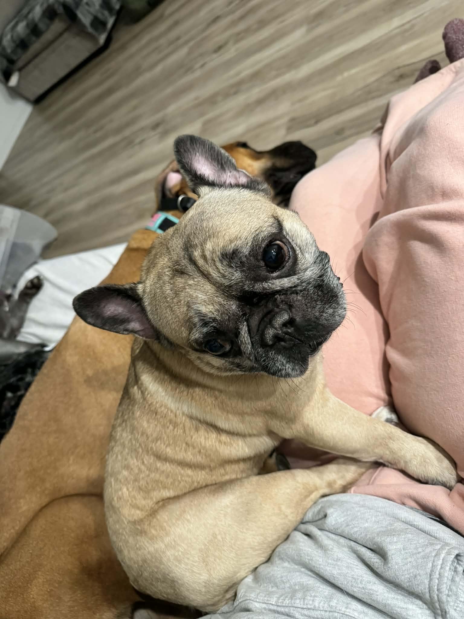 Enlarge Biscuit, a ADOPTABLE French Bulldog in Heiskell, TN image 3/4