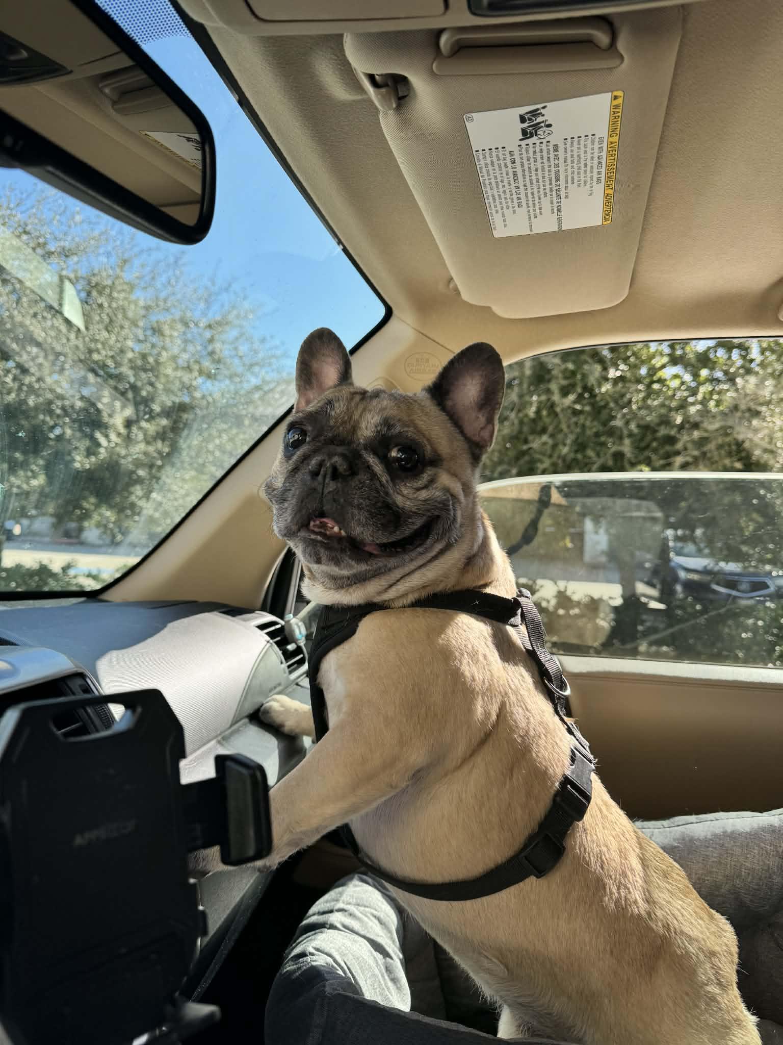 Enlarge Biscuit, a ADOPTABLE French Bulldog in Heiskell, TN image 2/4