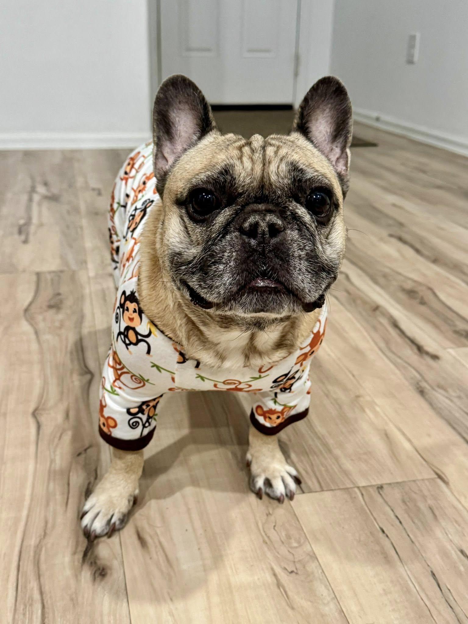 Biscuit, ADOPTABLE, Adult Male French Bulldog.