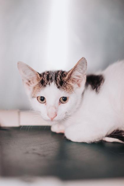 95306a Cheese & Beans-PetSmart Mt. Pleasant, Adoptable, Adult Male Domestic Short Hair & Domestic Short Hair.