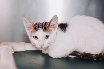 Enlarge 95306a Cheese & Beans-PetSmart  Mt. Pleasant, a Adoptable mixed breed in North Charleston, SC image 2/3