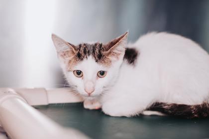 Enlarge 95306a Cheese & Beans-PetSmart  Mt. Pleasant, a Adoptable mixed breed in North Charleston, SC image 3/3