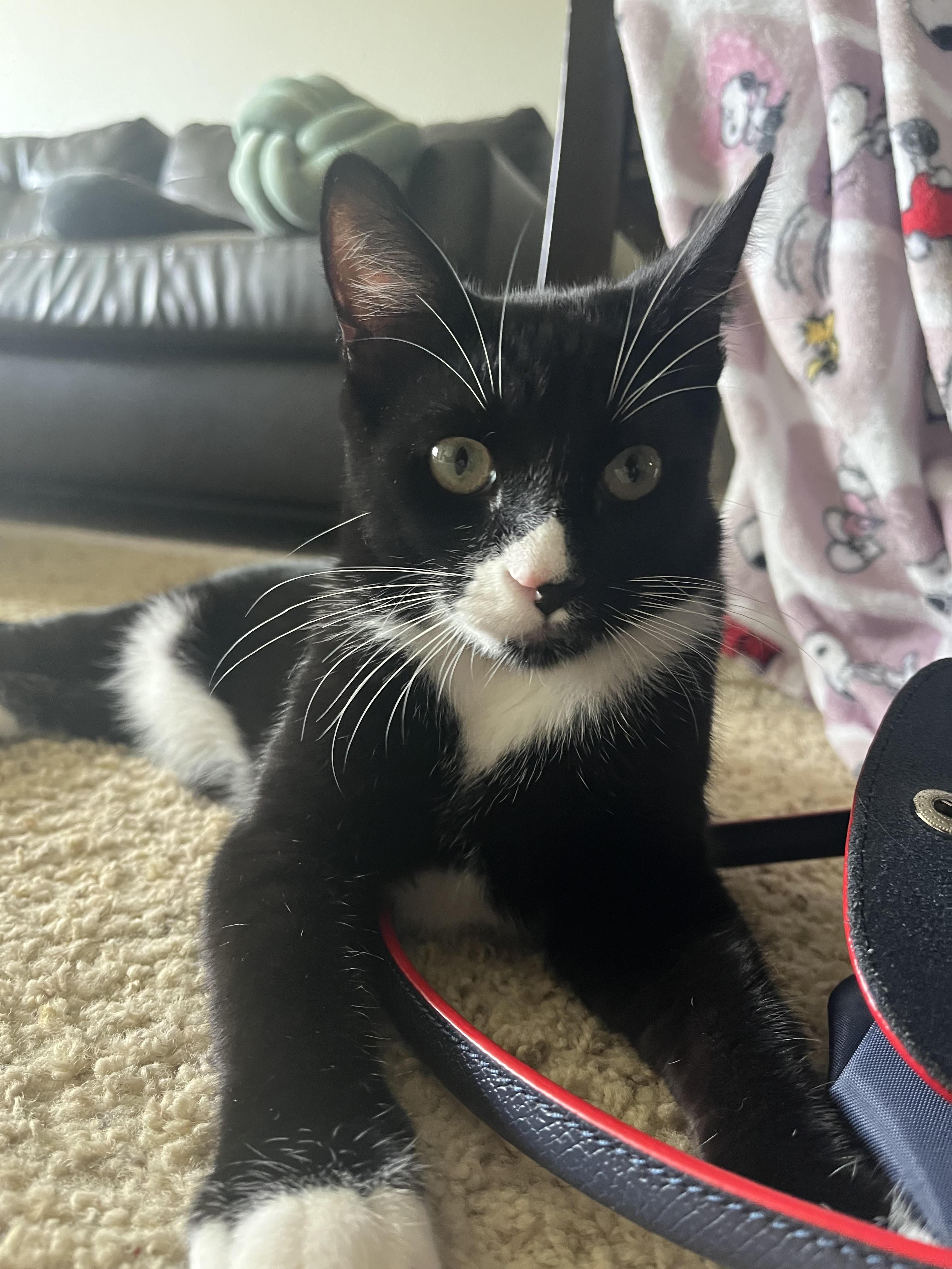 Basil, a Adoptable Domestic Short Hair in Davis, CA image 1/3