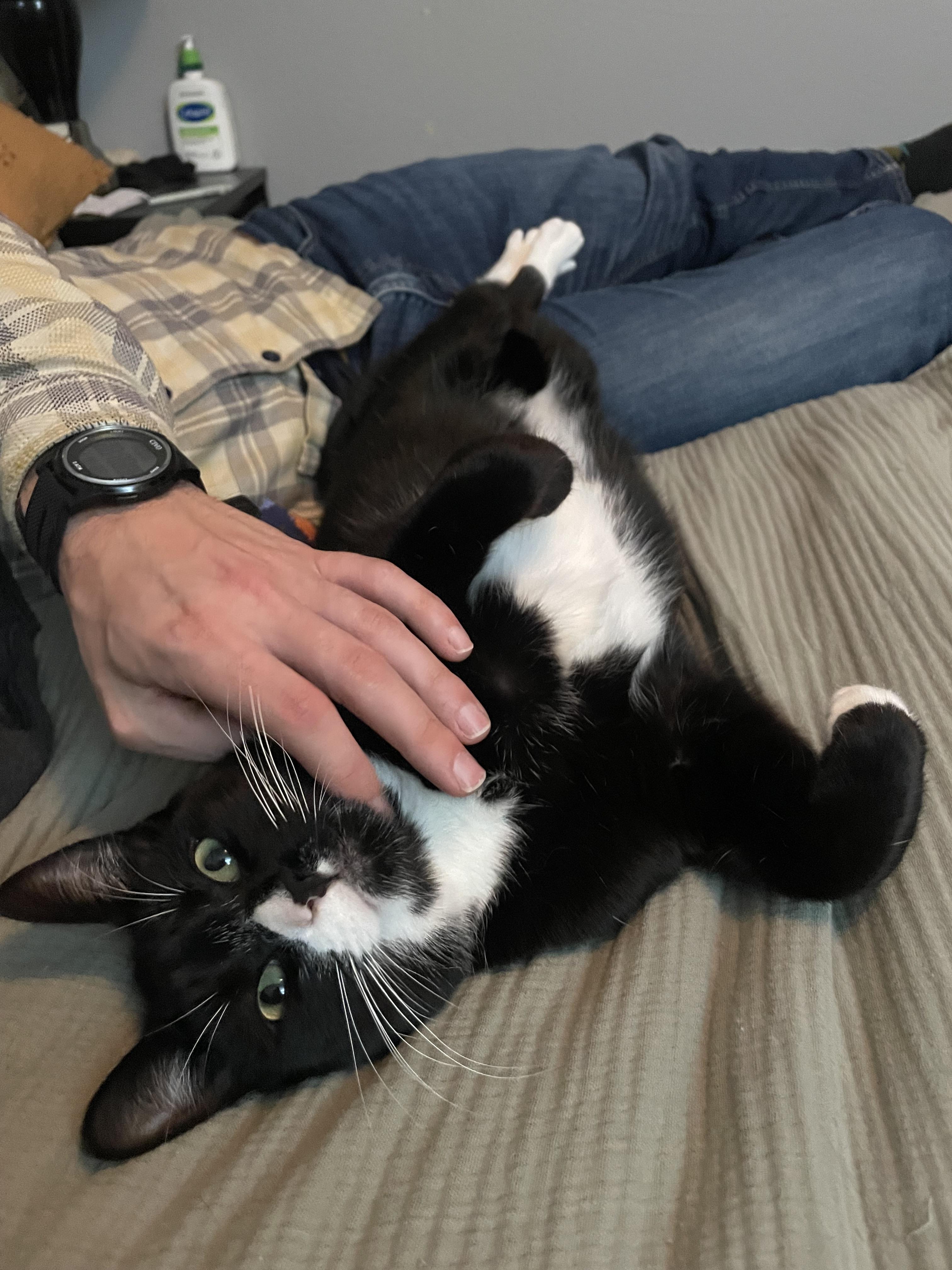 Enlarge Basil, a Adoptable Domestic Short Hair in Davis, CA image 3/6