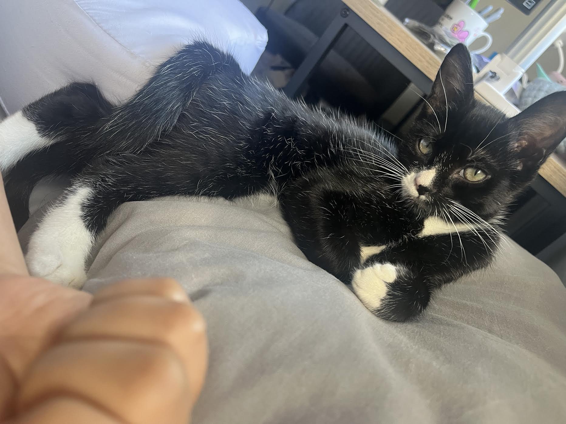 Basil, a Adoptable Domestic Short Hair in Davis, CA image 2/3