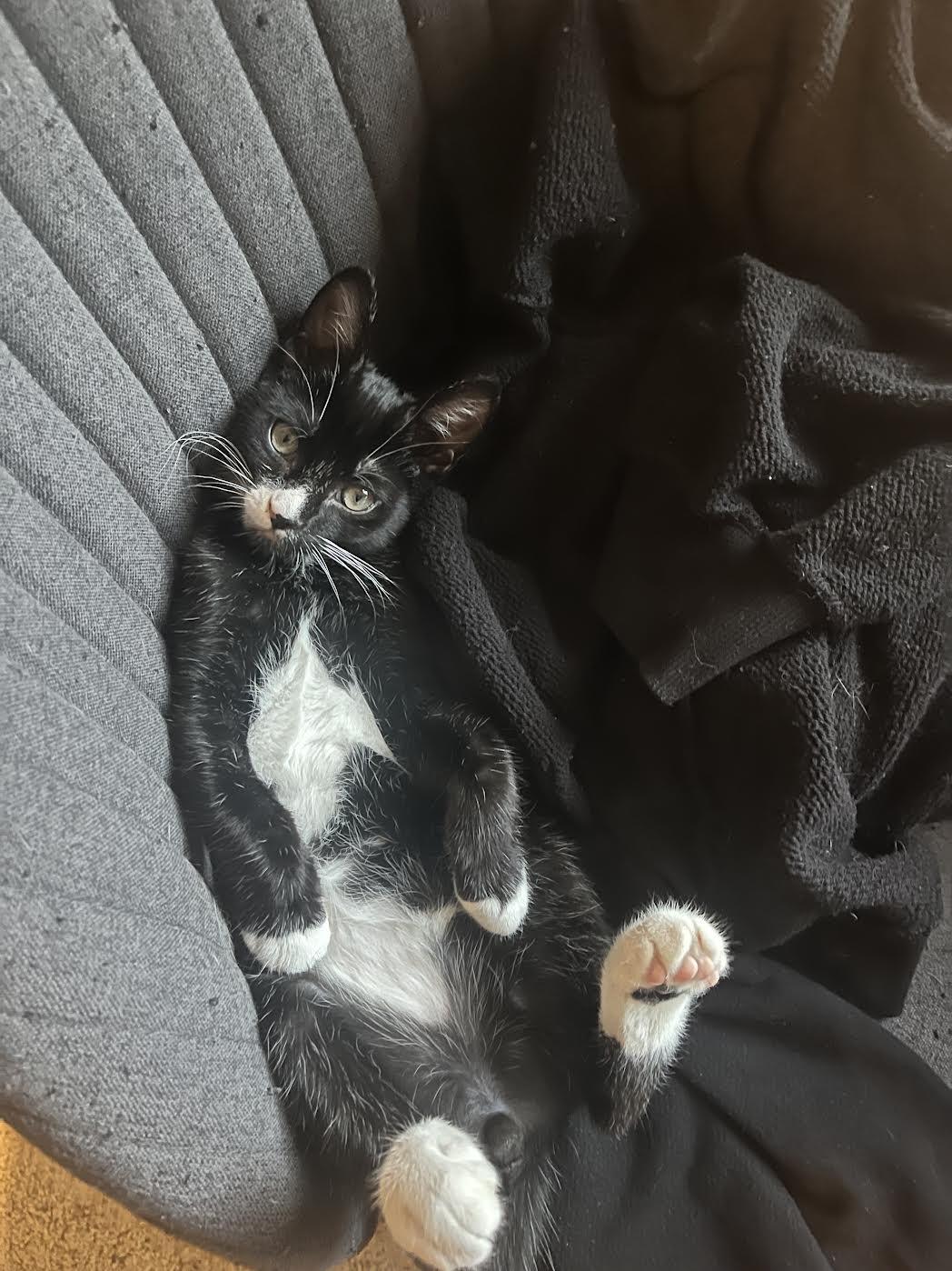 Basil, a Adoptable Domestic Short Hair in Davis, CA image 3/3