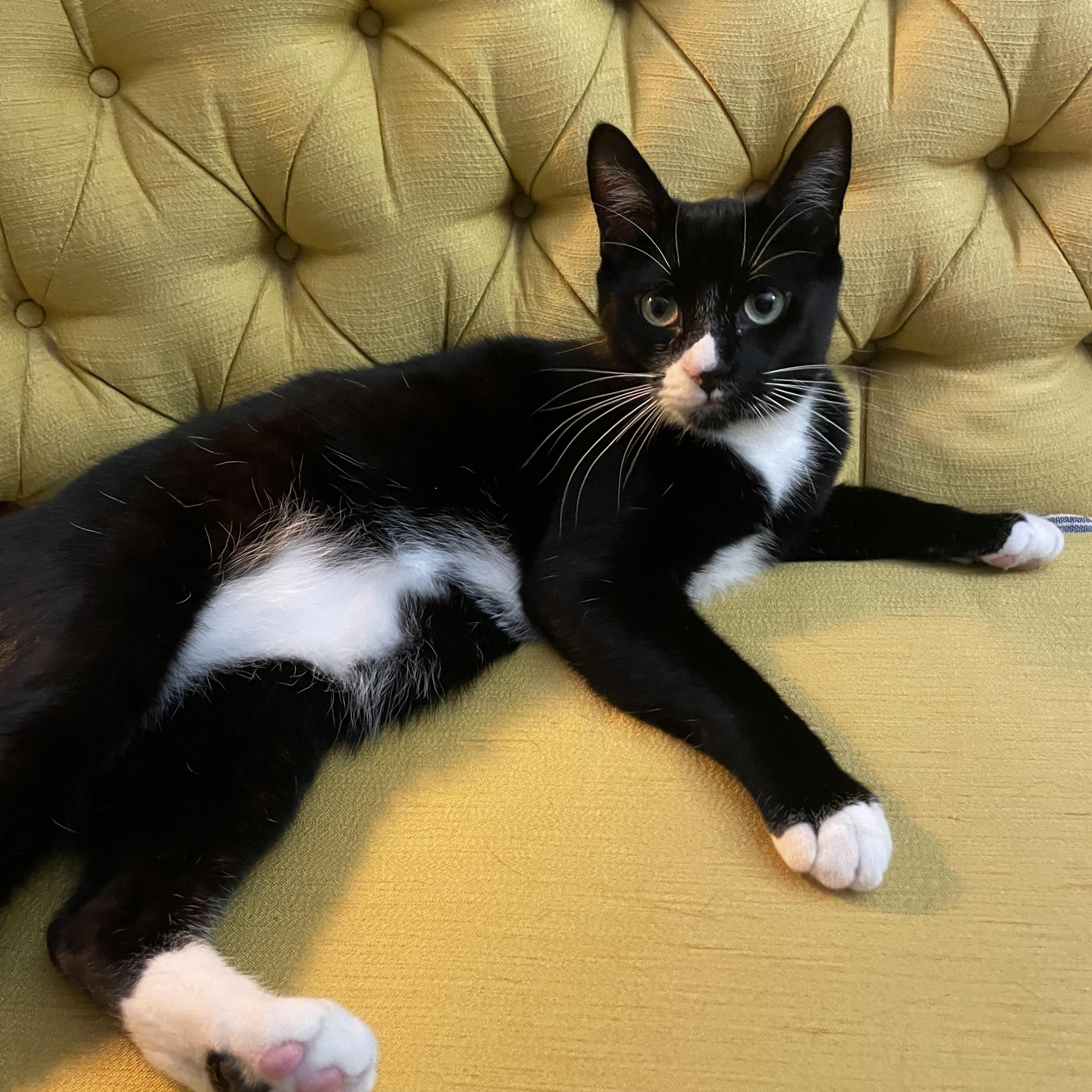 Enlarge Basil, a Adoptable Domestic Short Hair in Davis, CA image 2/6