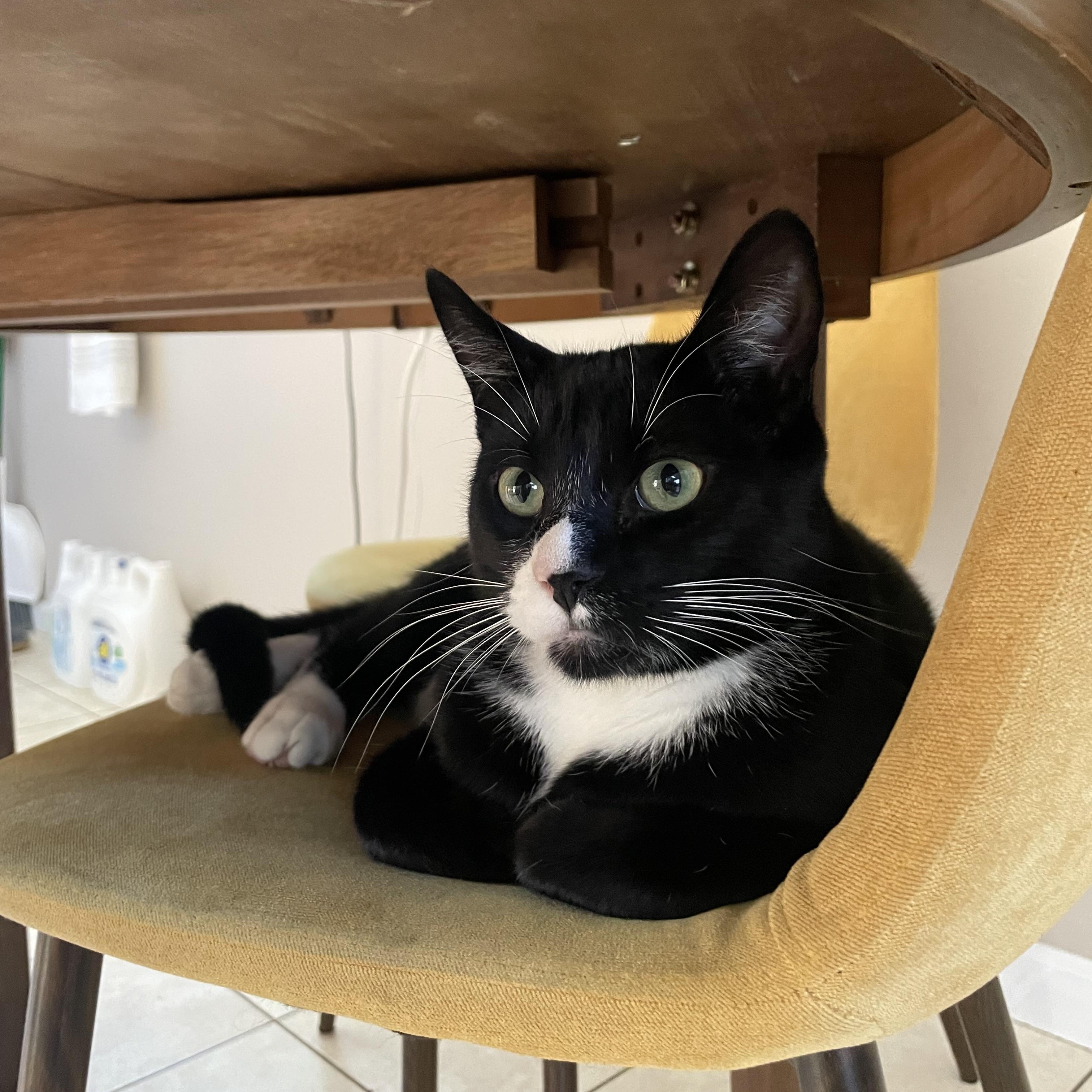 Enlarge Basil, a Adoptable Domestic Short Hair in Davis, CA image 1/6