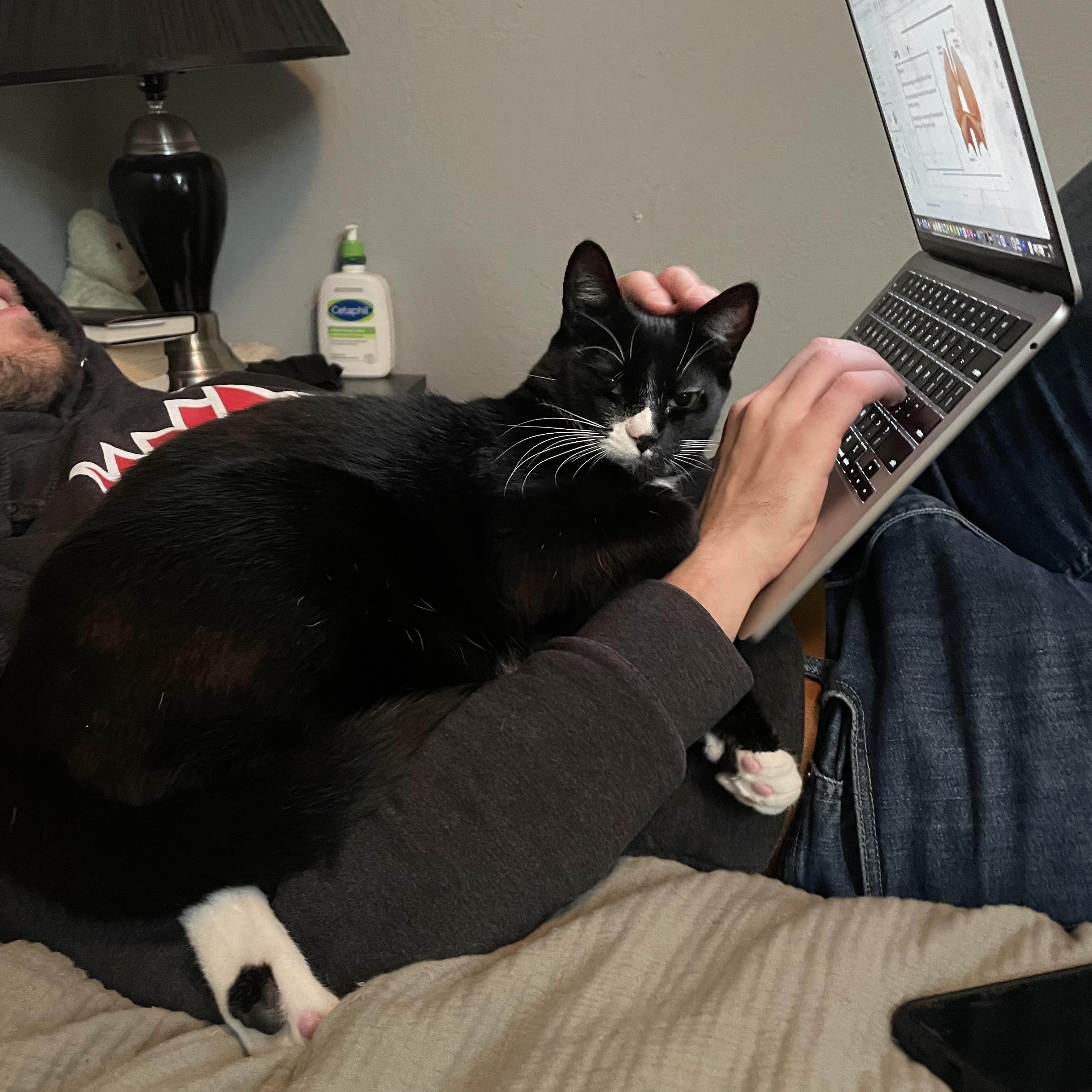 Enlarge Basil, a Adoptable Domestic Short Hair in Davis, CA image 6/6