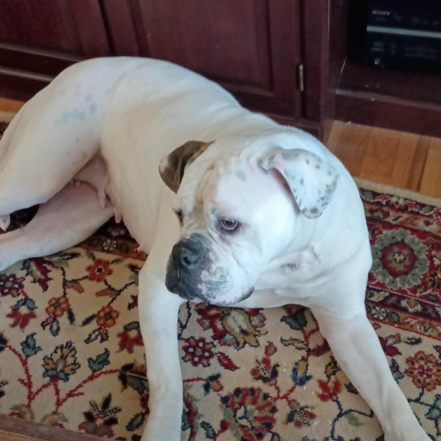 Enlarge Jazzy, a ADOPTABLE mixed breed in Oswego, NY image 4/6
