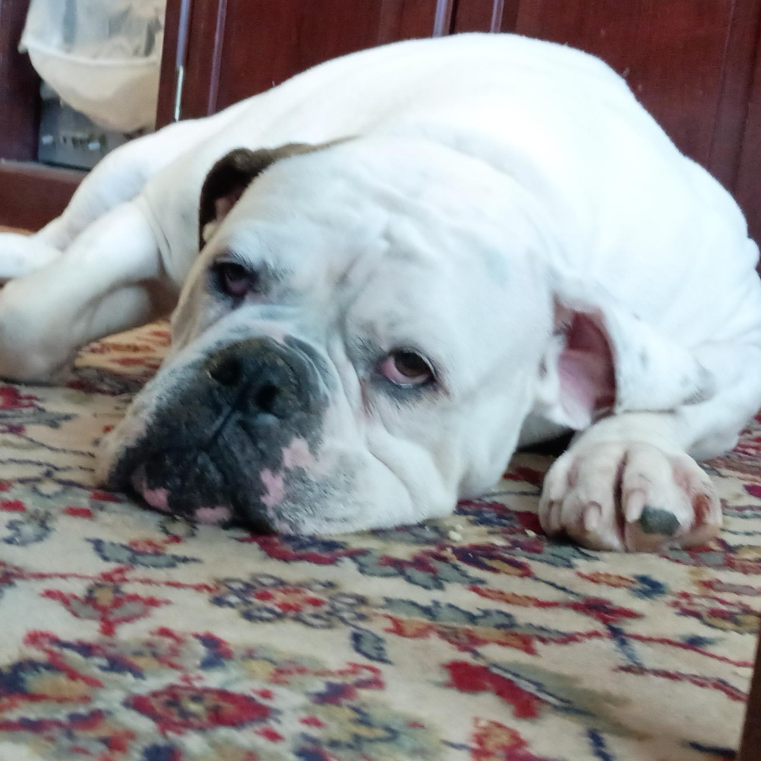 Enlarge Jazzy, a ADOPTABLE mixed breed in Oswego, NY image 2/6