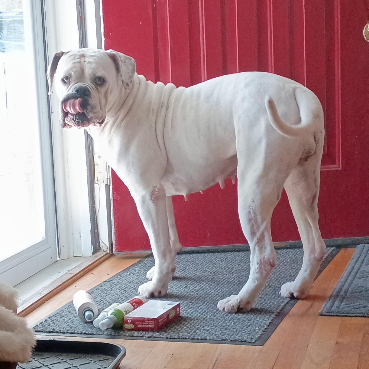 Jazzy, ADOPTABLE, Adult Female American Bully.