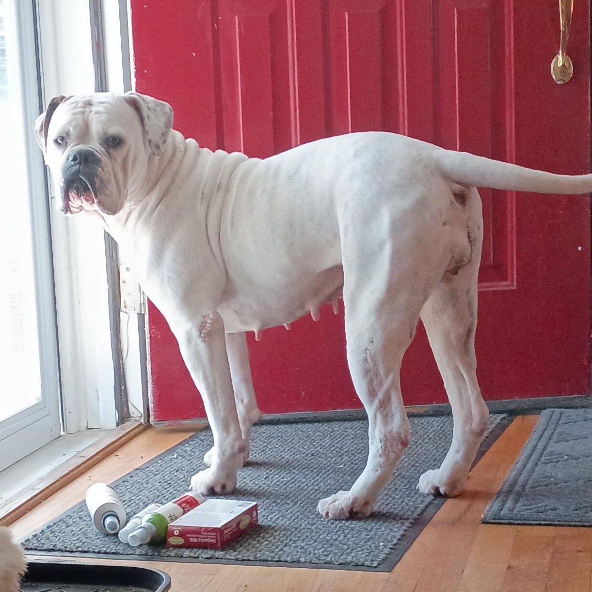 Enlarge Jazzy, a ADOPTABLE mixed breed in Oswego, NY image 5/6