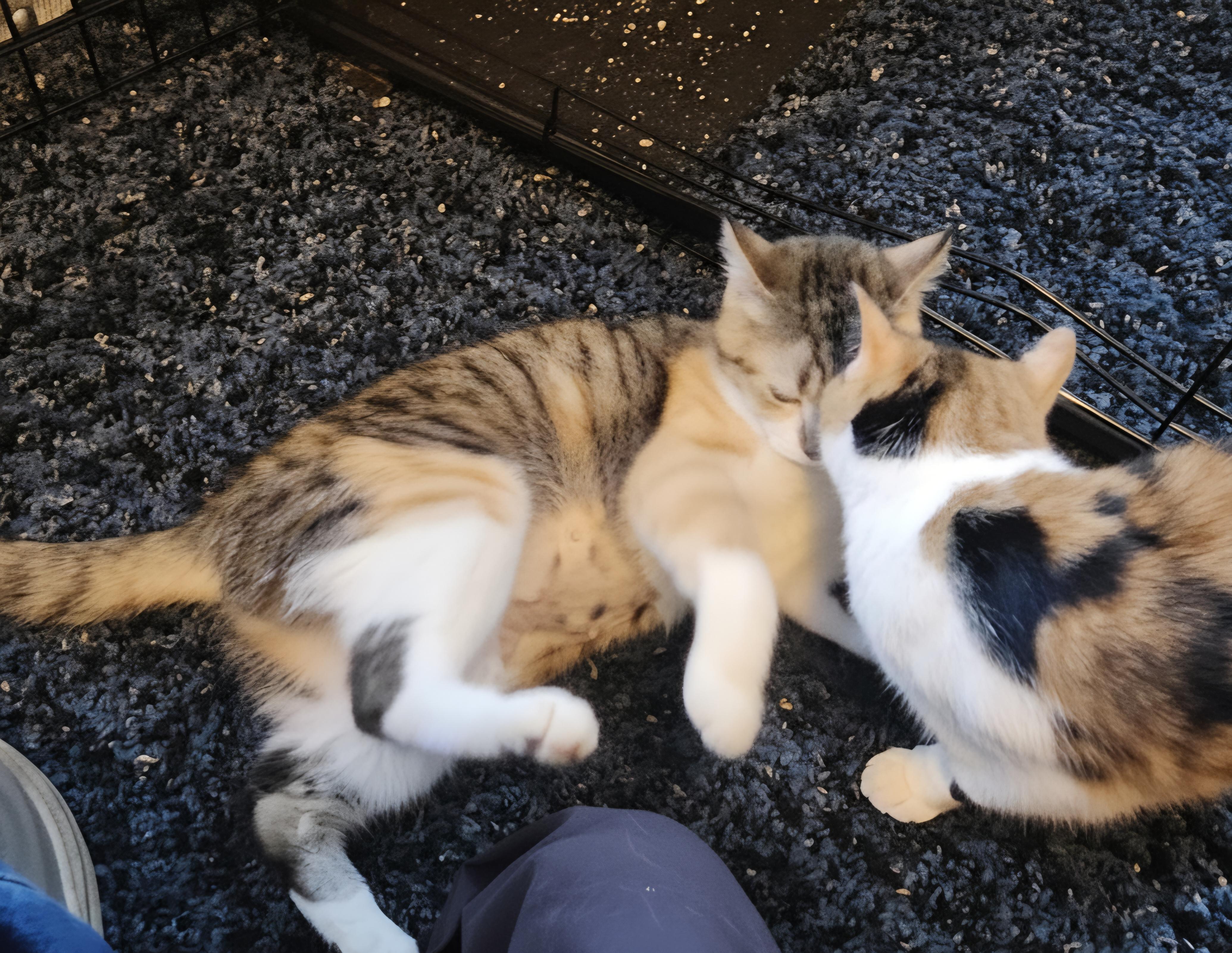 Sage & Rosemary, a Adoptable Domestic Short Hair in Lansdowne, PA image 2/3