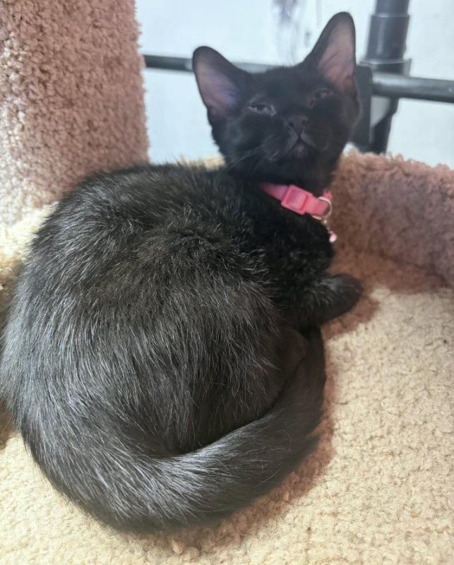 Challah, Adoptable, Kitten Male Domestic Short Hair.