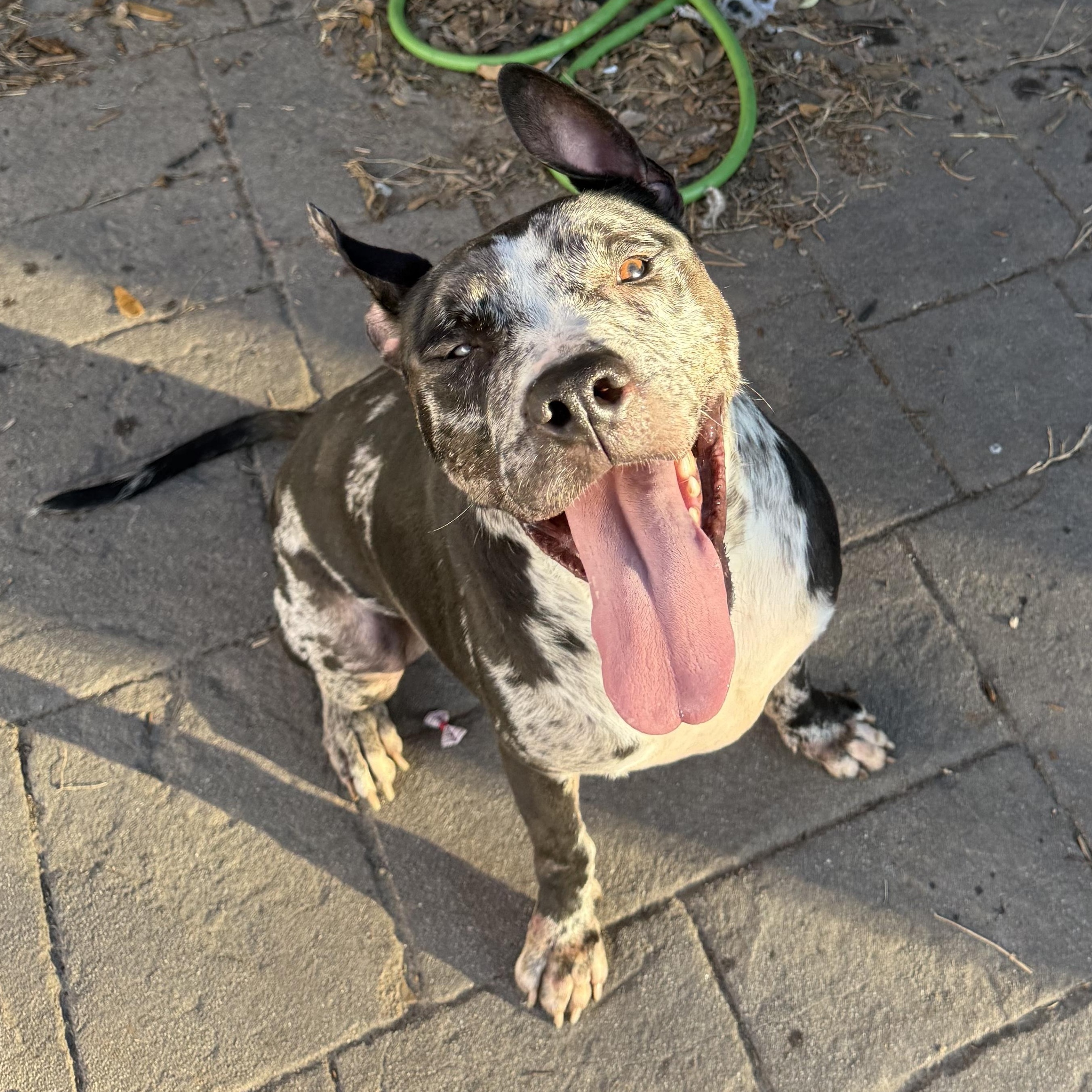 Enlarge Tank, a ADOPTABLE Mixed Breed in Washington, PA image 2/6