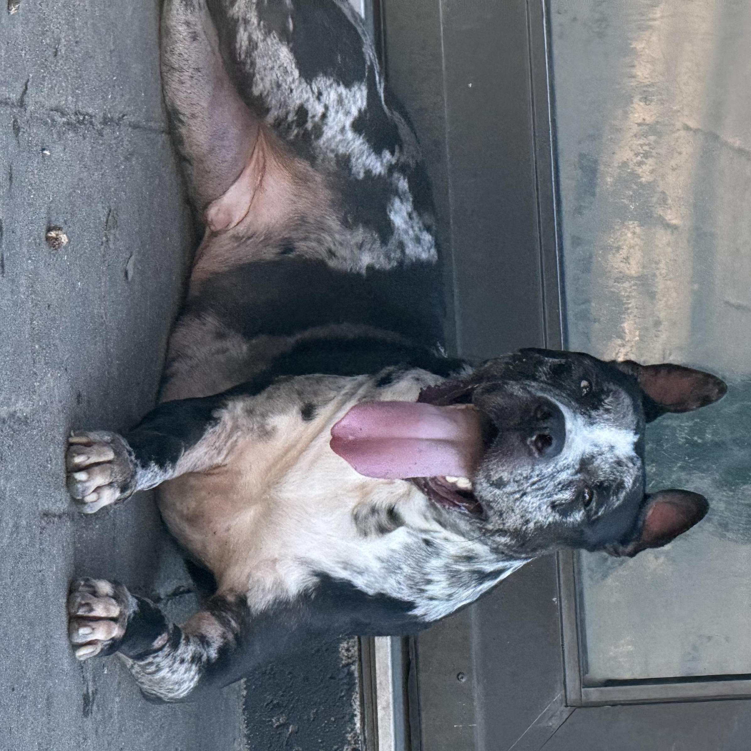 Enlarge Tank, a ADOPTABLE Mixed Breed in Washington, PA image 6/6