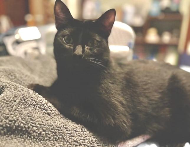 Boba (Angel of Resilience), Adoptable, Young Male Bombay & Domestic Short Hair.