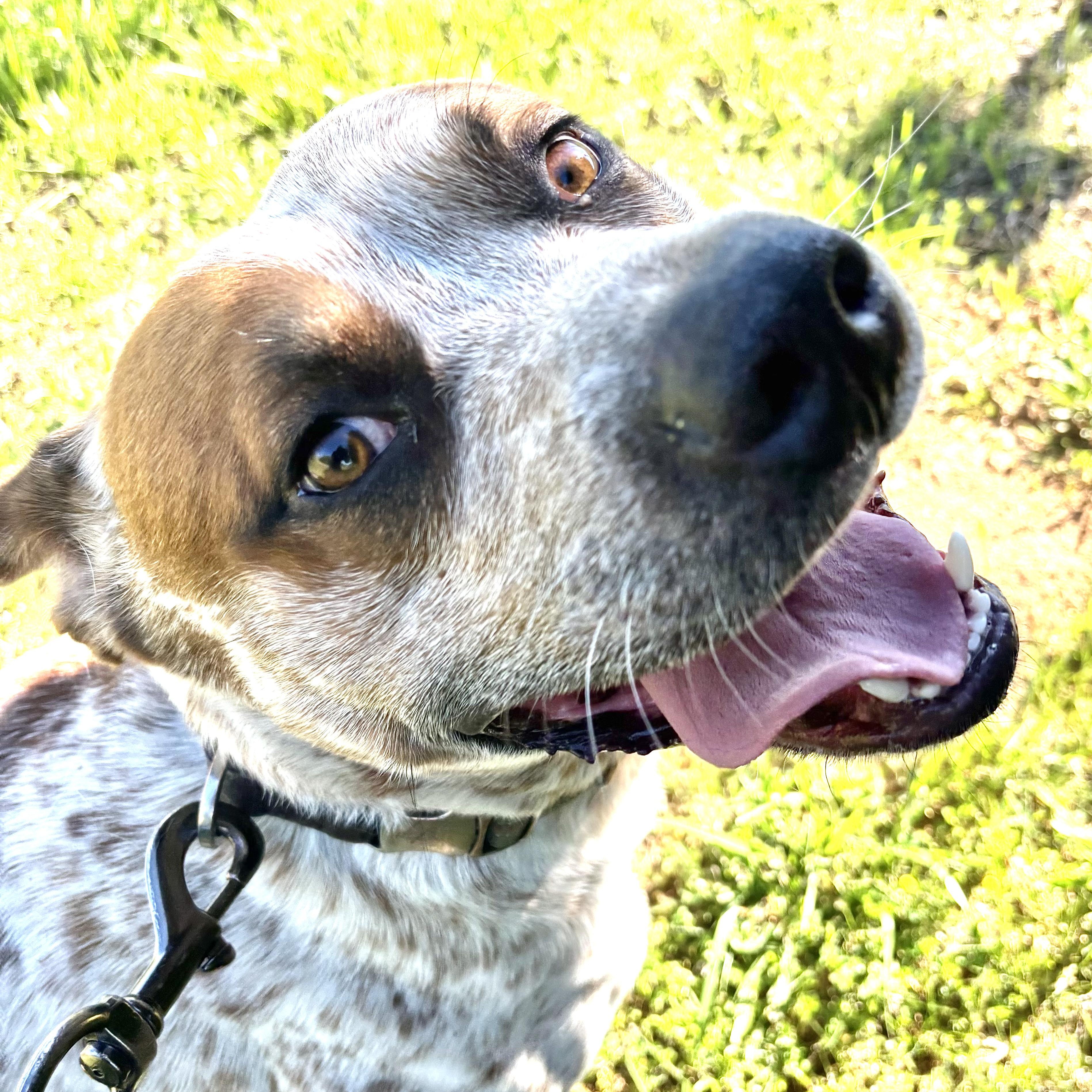 Bluey