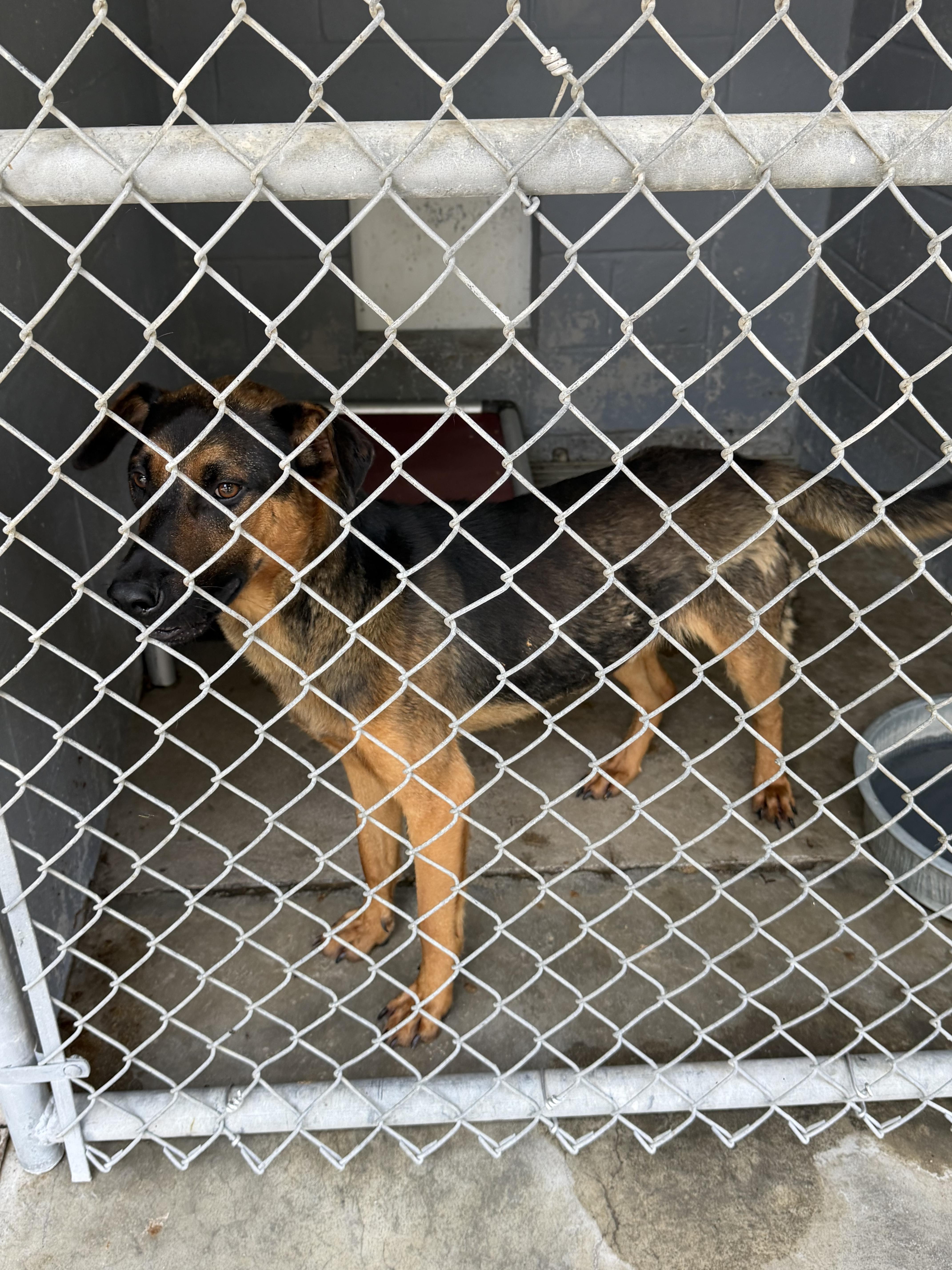Enlarge Moose, a ADOPTABLE mixed breed in Elizabethtown, NC image 2/2