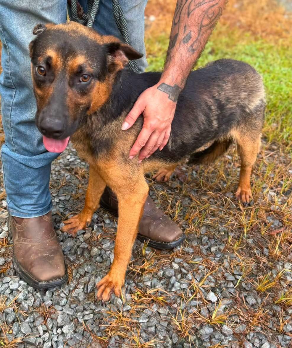 Moose, ADOPTABLE, Adult Male German Shepherd Dog.