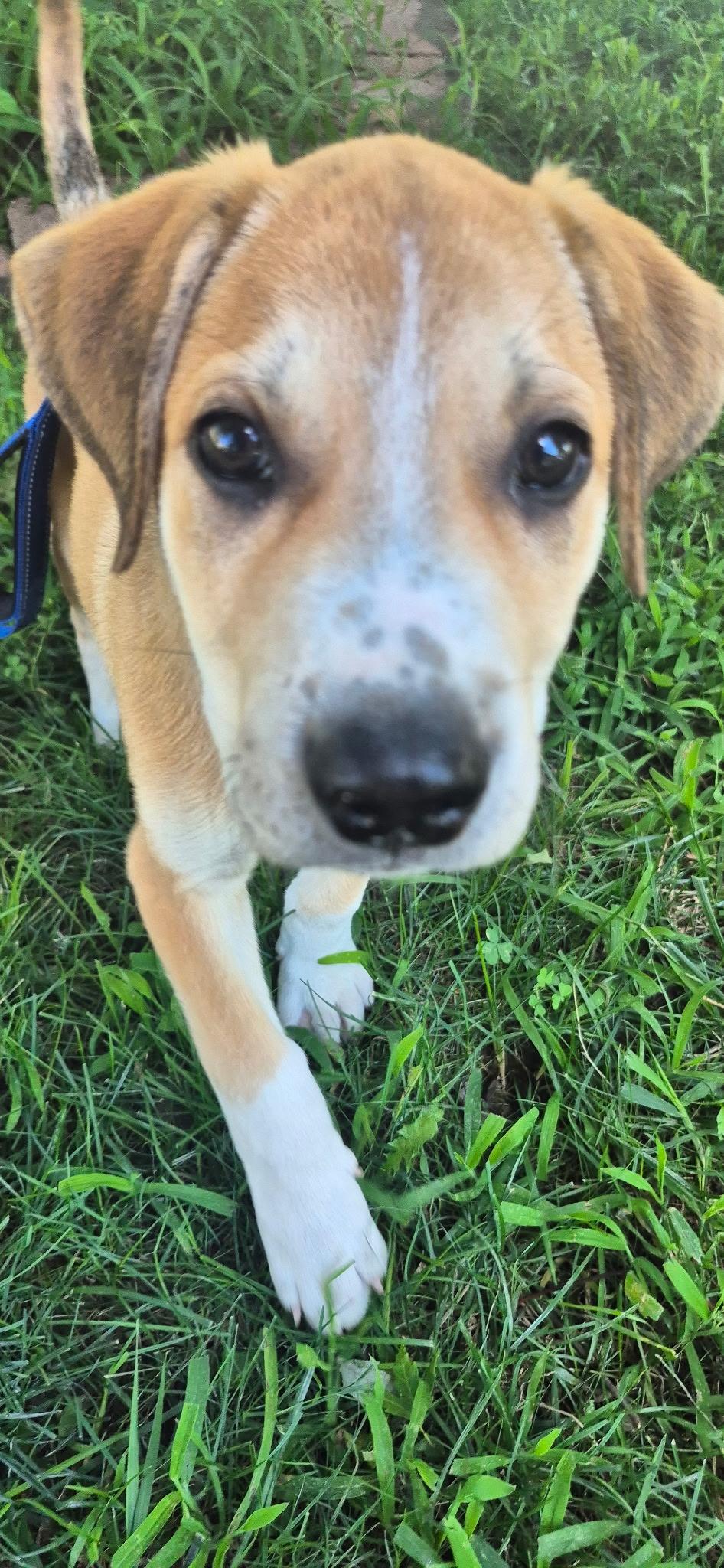 Enlarge Sergi, an adopted Mixed Breed in Kansas City, MO image 2/5