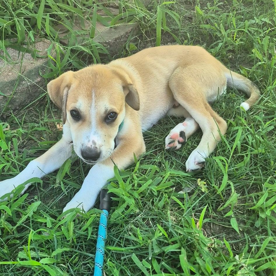 Enlarge Sergi, an adopted Mixed Breed in Kansas City, MO image 3/5
