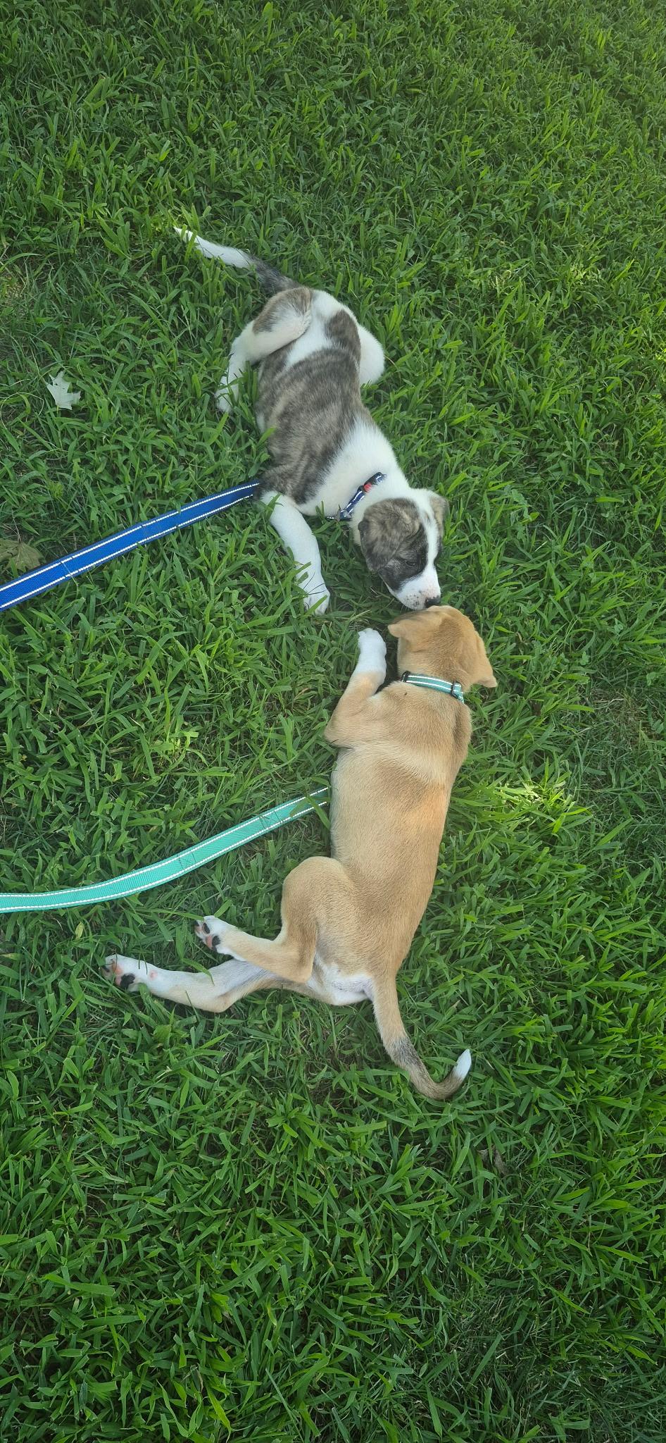 Enlarge Sergi, an adopted Mixed Breed in Kansas City, MO image 4/5