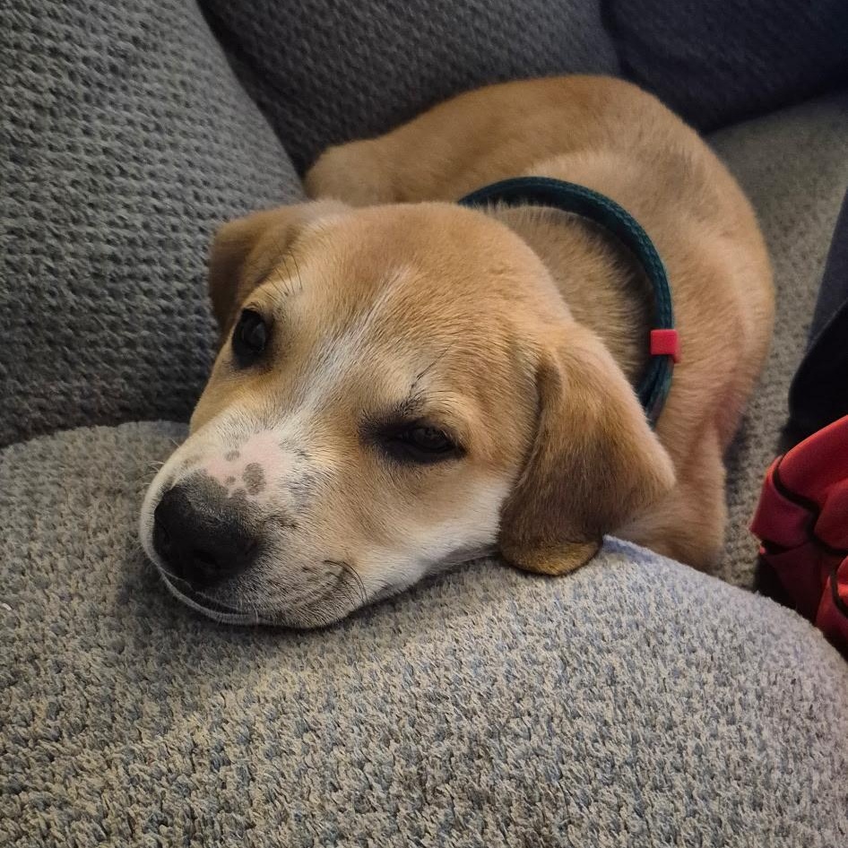 Enlarge Sergi, an adopted Mixed Breed in Kansas City, MO image 5/5