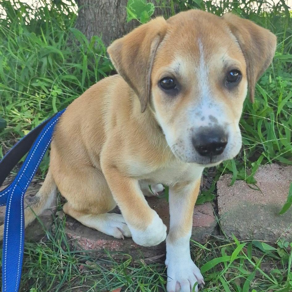 Sergi, adopted, Puppy Male Mixed Breed.