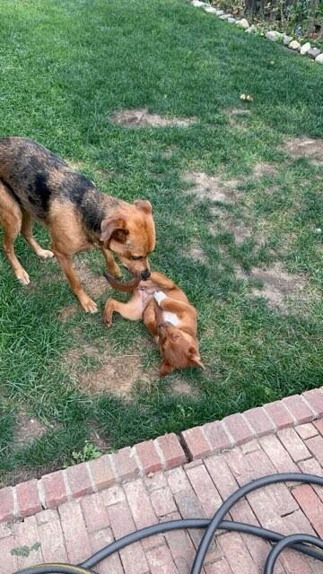 Sienna, Adoptable, Puppy Female Cattle Dog & Mixed Breed.