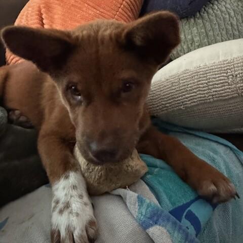 Enlarge Sienna, a Adoptable mixed breed in Fort Collins, CO image 3/6