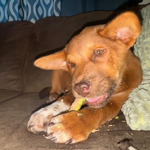 Enlarge Sienna, a Adoptable mixed breed in Fort Collins, CO image 4/6