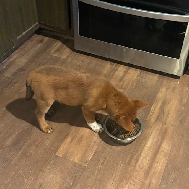 Enlarge Sienna, a Adoptable mixed breed in Fort Collins, CO image 6/6