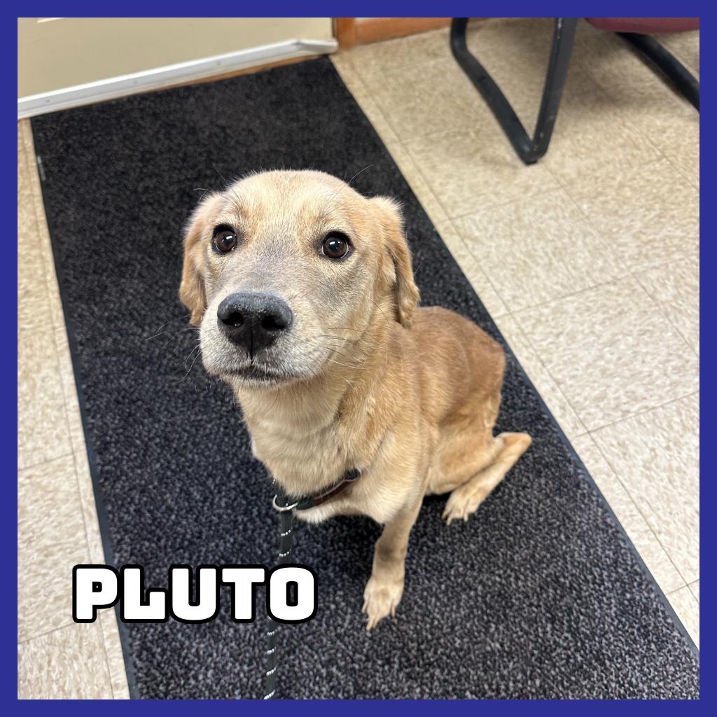 Enlarge Pluto, a Adoptable mixed breed in Glenwood, MN image 1/3