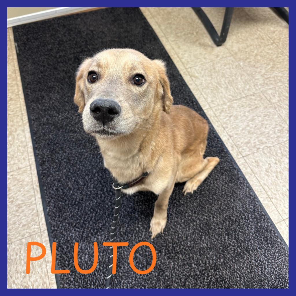 Enlarge Pluto, a Adoptable mixed breed in Glenwood, MN image 2/3