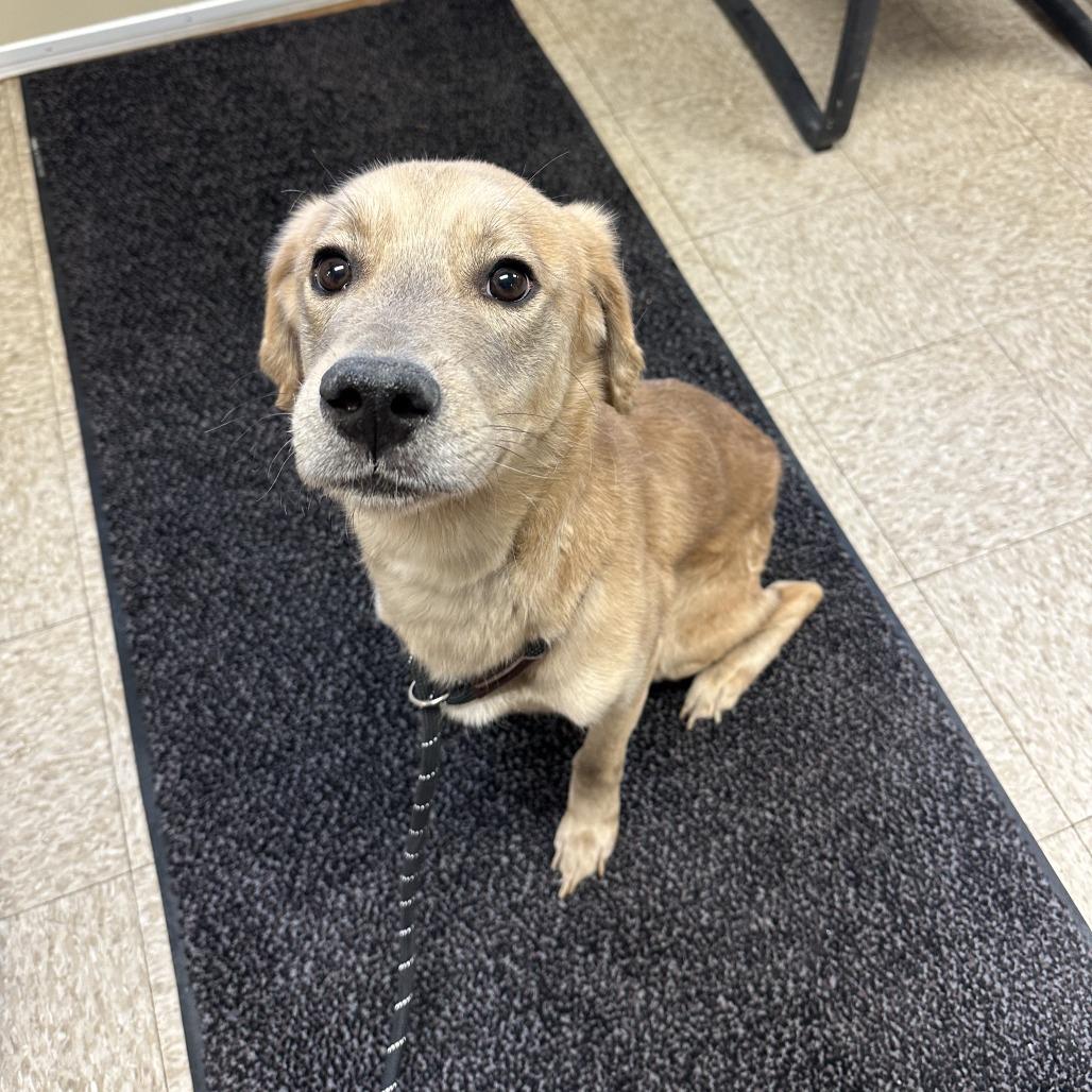 Enlarge Pluto, a Adoptable mixed breed in Glenwood, MN image 3/3