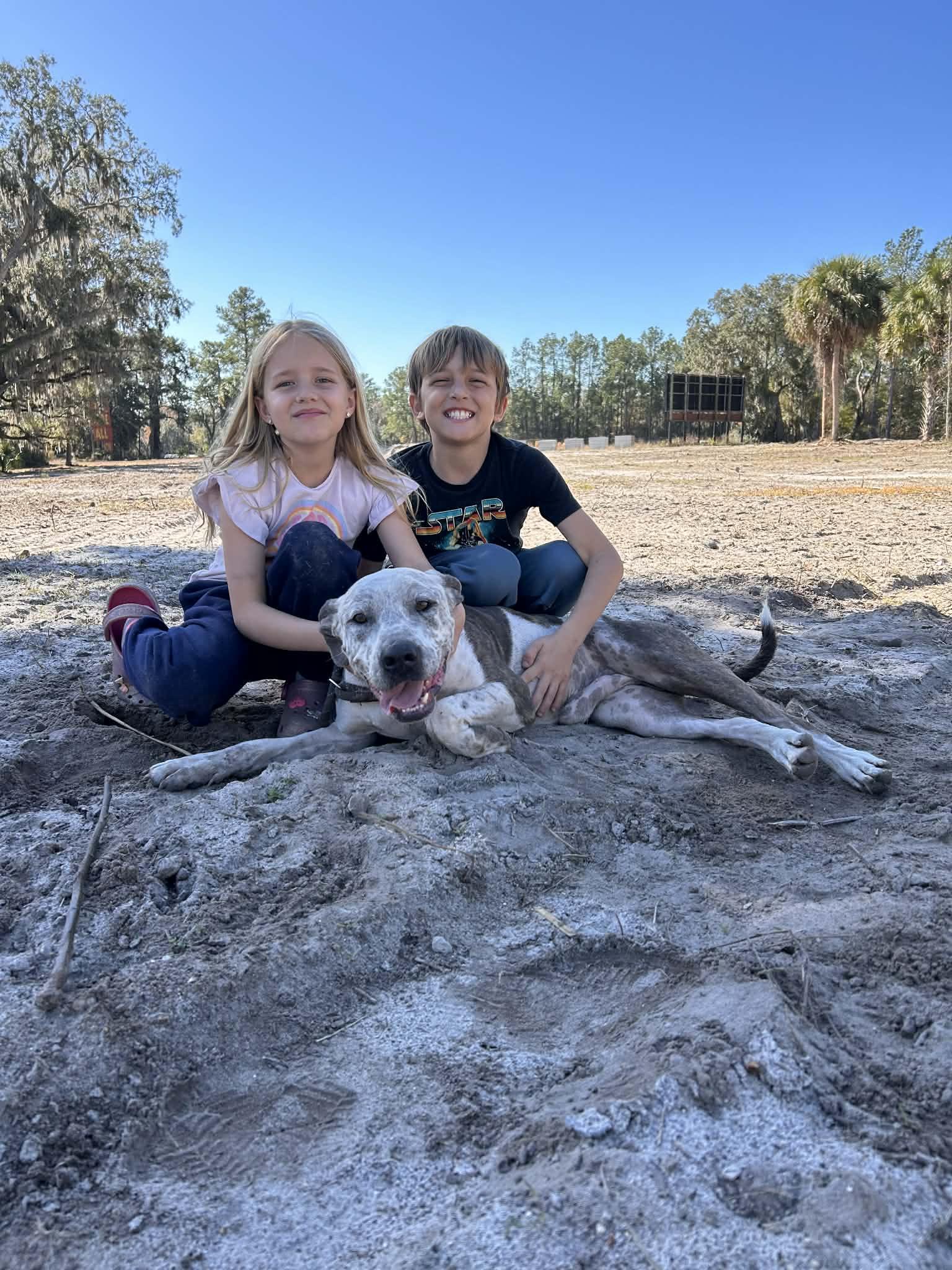 Enlarge Tonka, a ADOPTABLE mixed breed in Gainesville, FL image 2/3