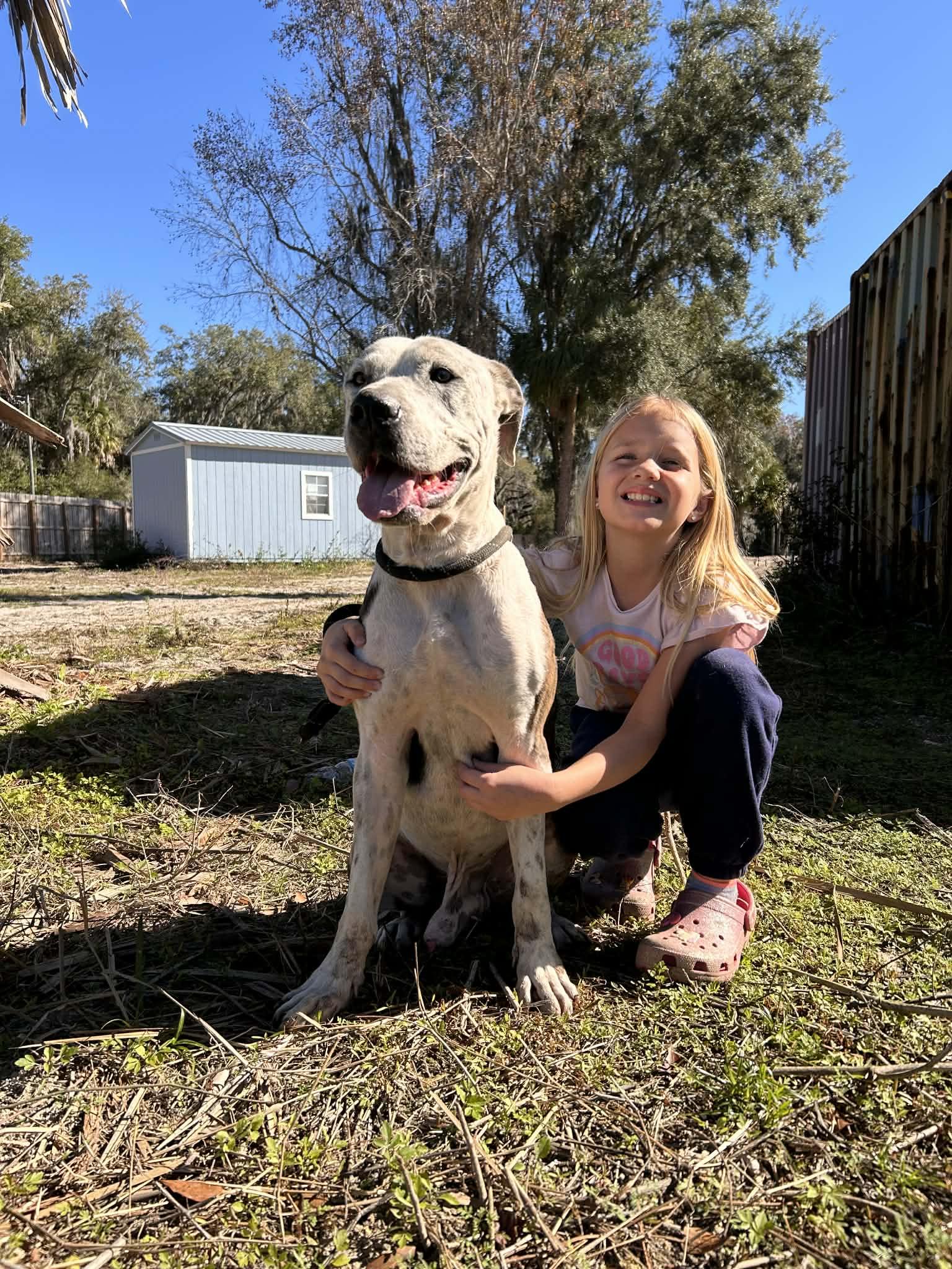 Tonka, ADOPTABLE, Adult Male American Bulldog.