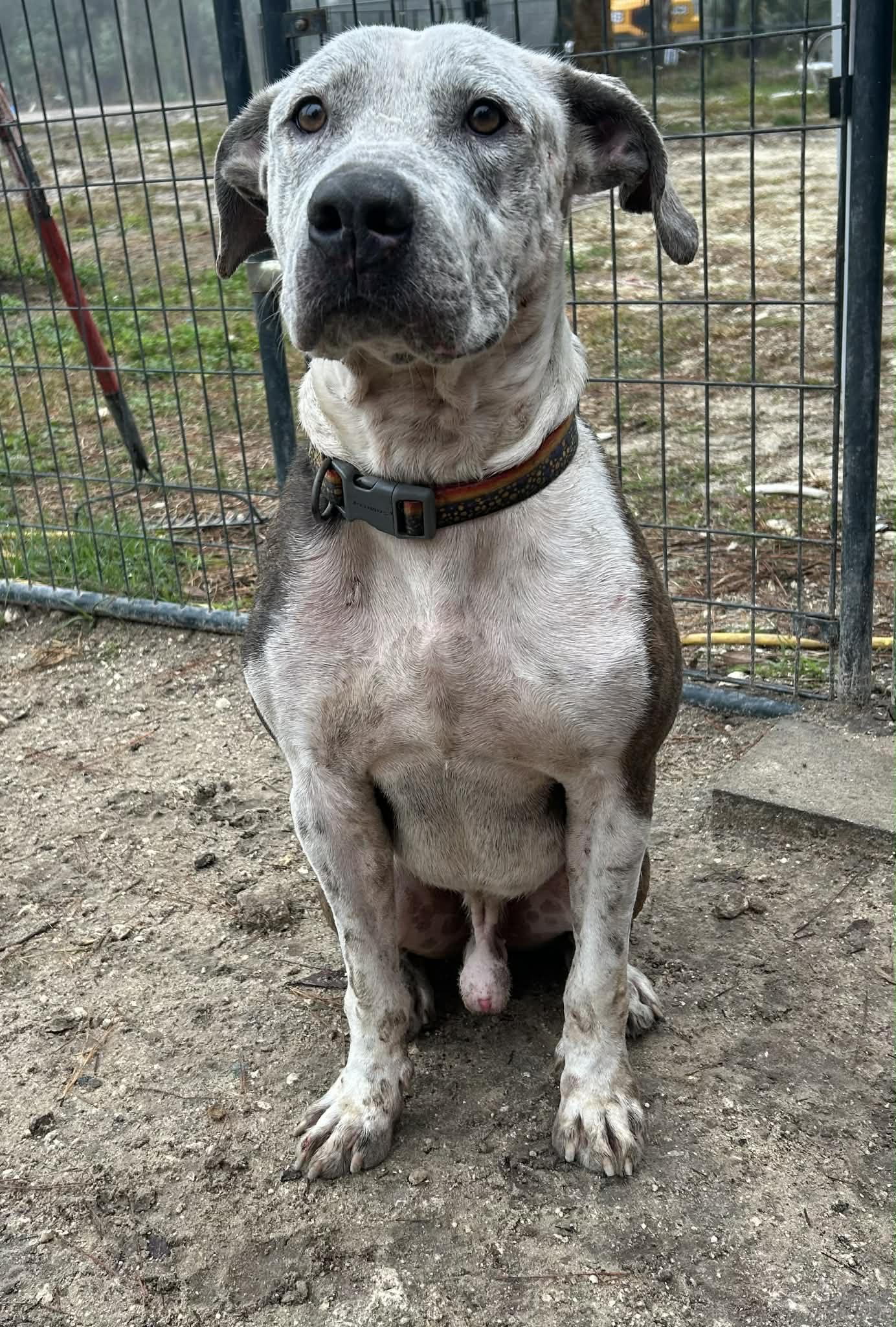 Enlarge Tonka, a ADOPTABLE mixed breed in Gainesville, FL image 3/3