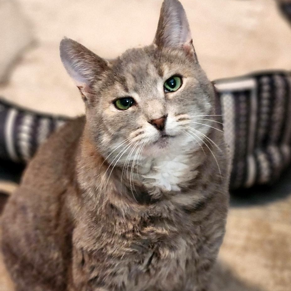 Murray, Adoptable, Adult Male Domestic Short Hair.