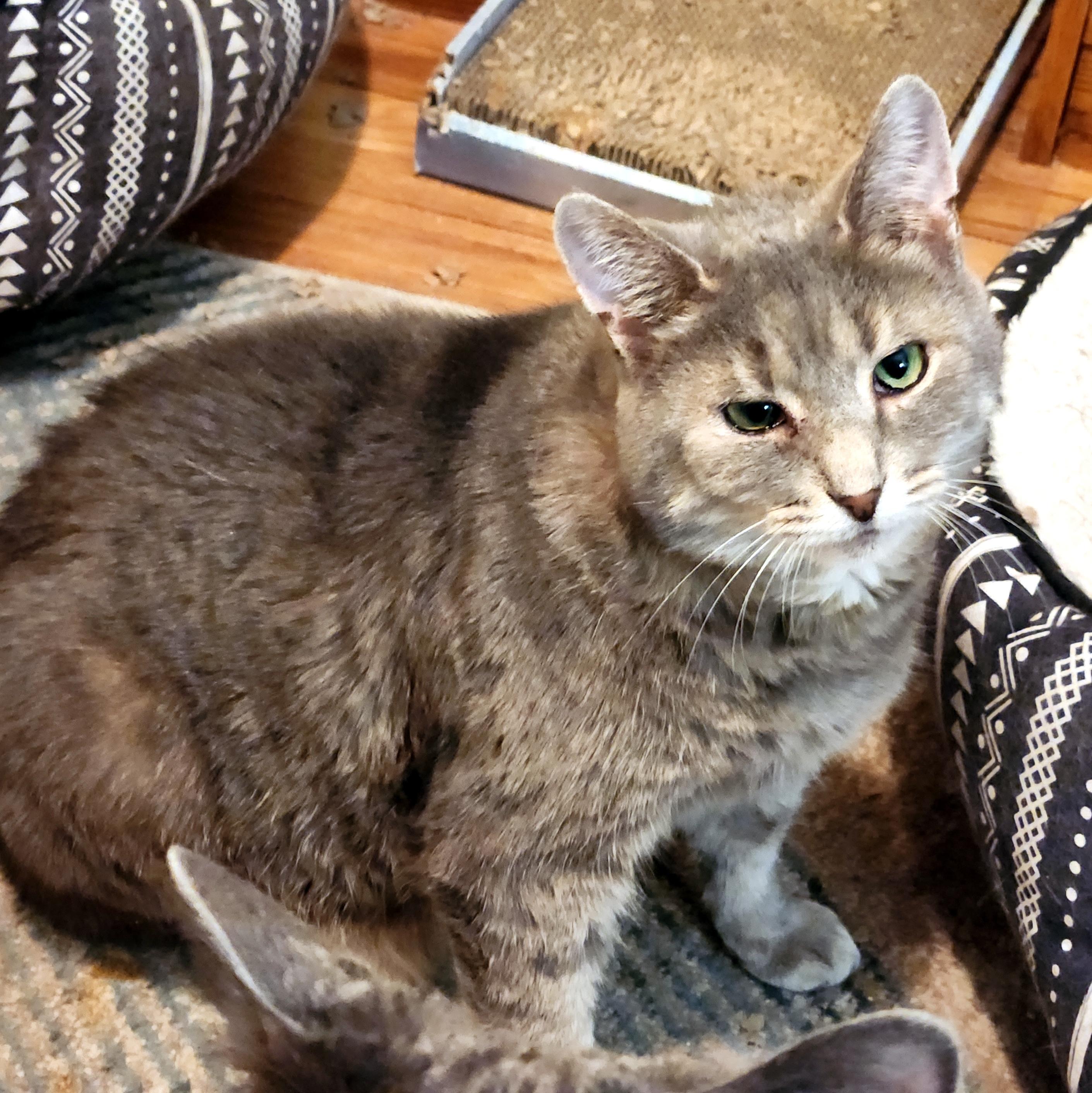 Enlarge Murray, a Adoptable Domestic Short Hair in Pittsburgh, PA image 5/6