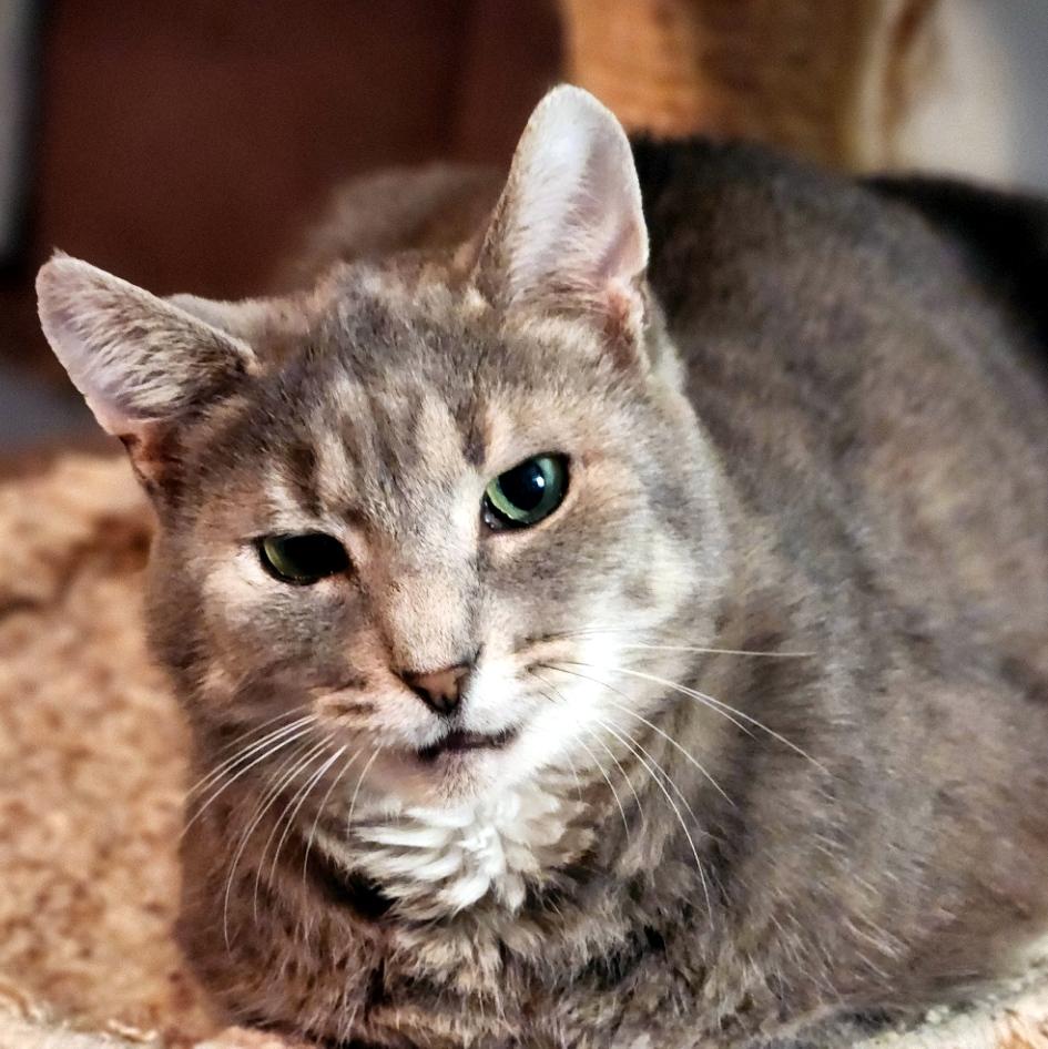 Enlarge Murray, a Adoptable Domestic Short Hair in Pittsburgh, PA image 5/6