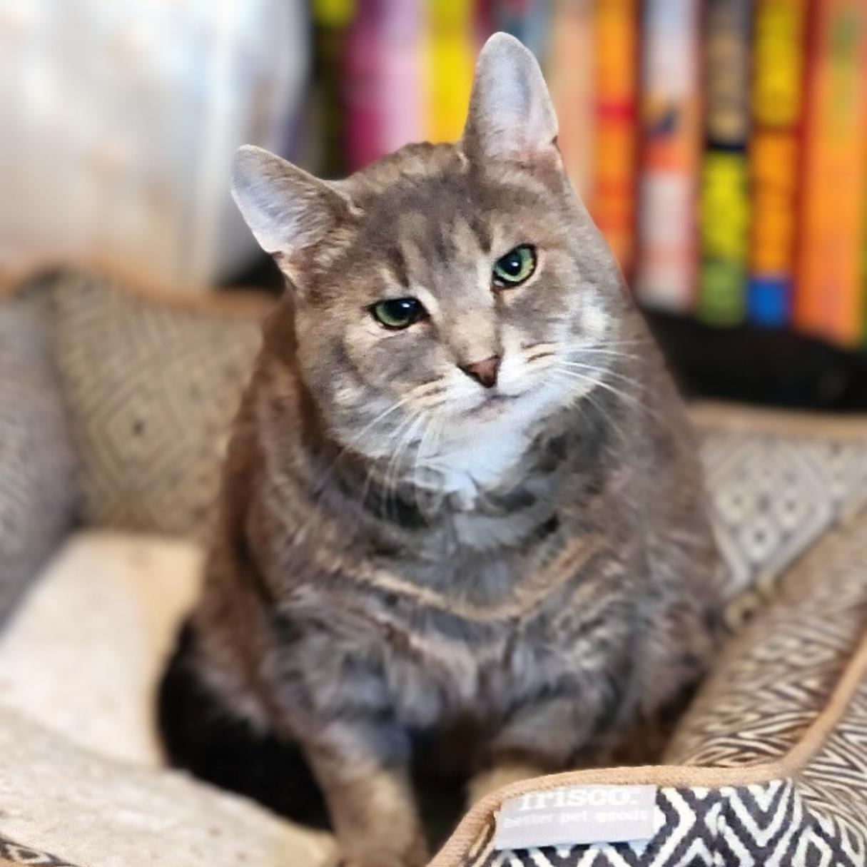 Enlarge Murray, a Adoptable Domestic Short Hair in Pittsburgh, PA image 2/6