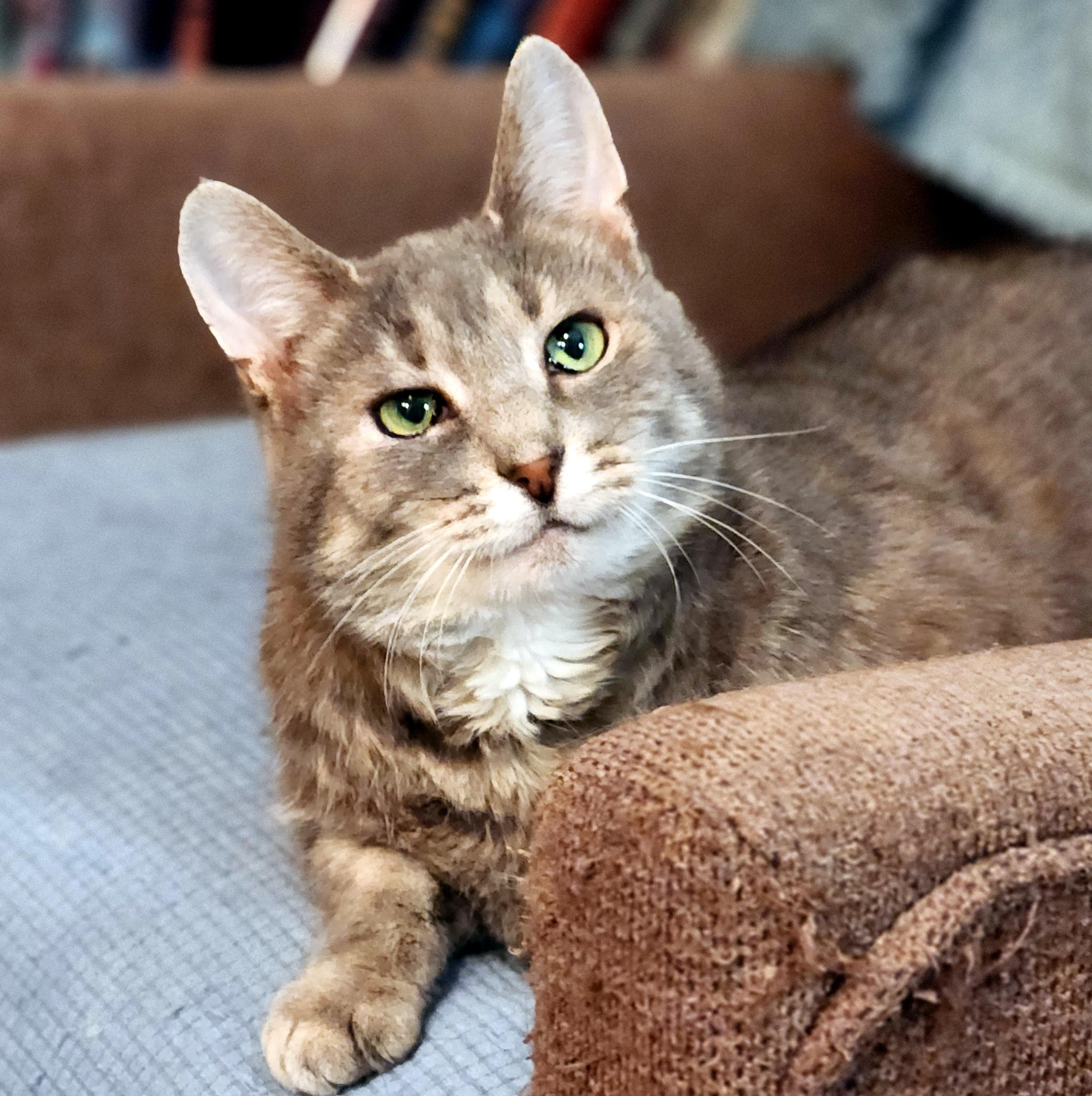 Enlarge Murray, a Adoptable Domestic Short Hair in Pittsburgh, PA image 5/6