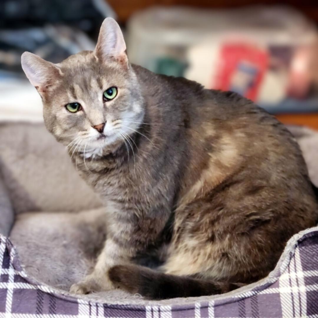 Murray, Adoptable, Adult Male Domestic Short Hair.