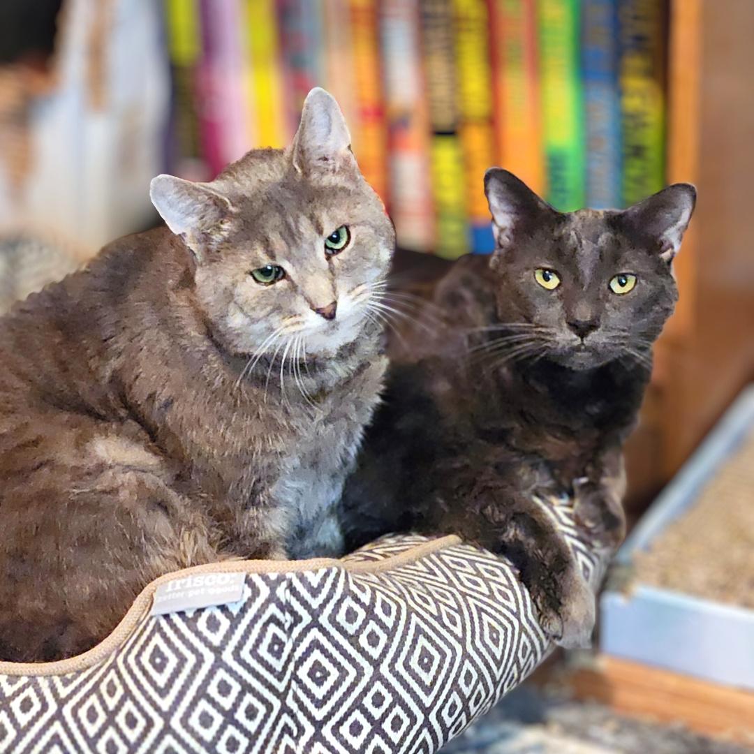 Enlarge Murray, a Adoptable Domestic Short Hair in Pittsburgh, PA image 3/6