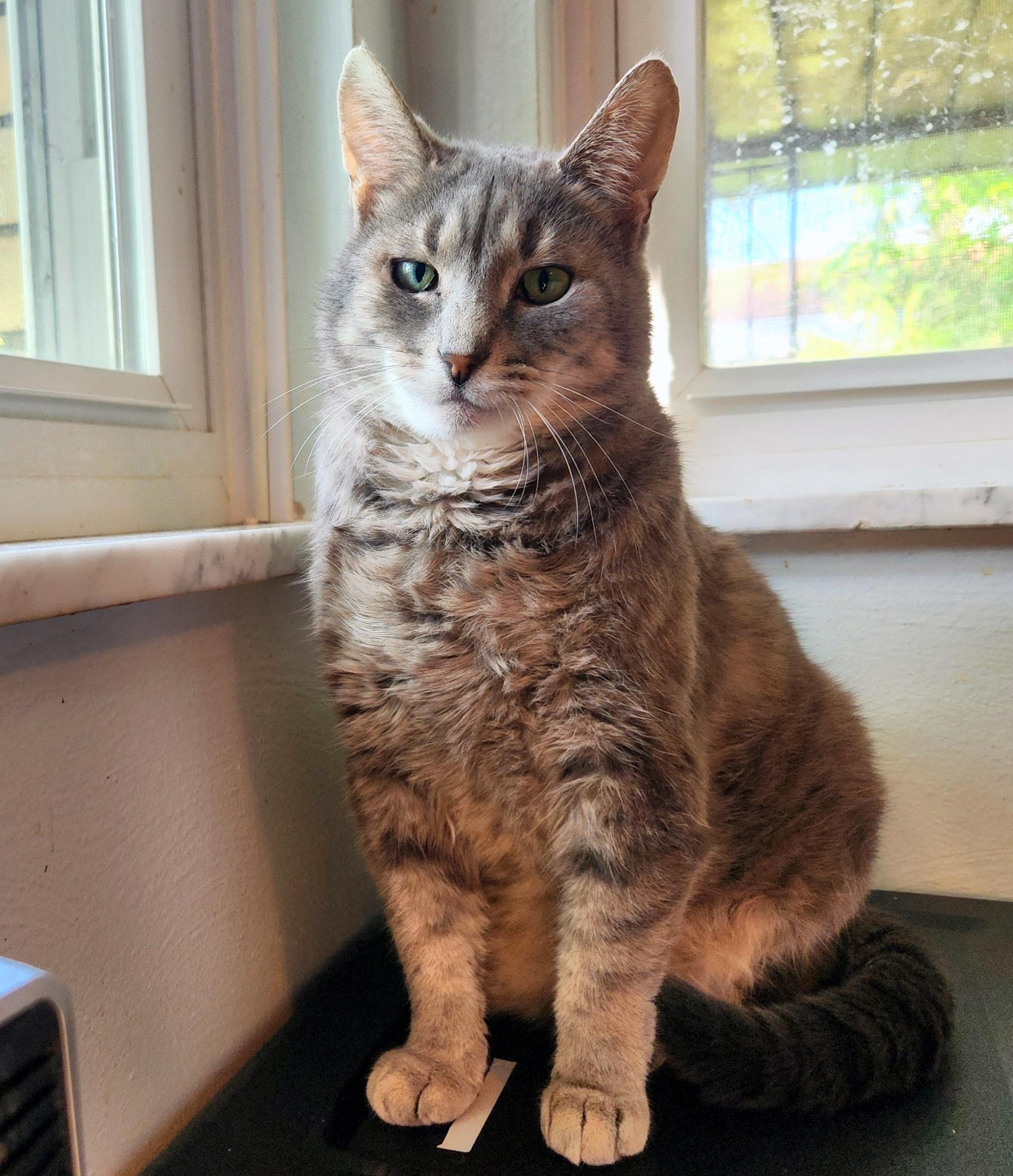 Enlarge Murray, a Adoptable Domestic Short Hair in Pittsburgh, PA image 4/6
